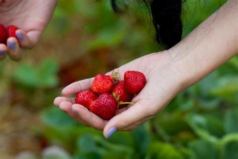 Strawberry Farm Baguio (Complete 2024 Travel Guide)