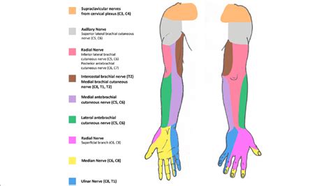 Upper Extremity Dermatome Map