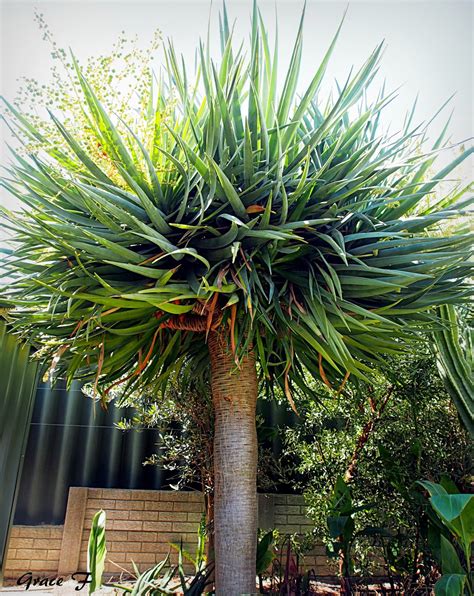 Perth Daily Photo : Dracaena draco.. dragon tree.