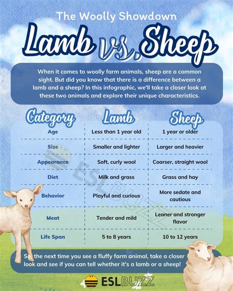 Lamb vs. Sheep: What Are the Distinctions Between the Two? - ESLBUZZ