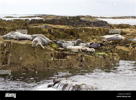 Grey Seals of the Farne Islands Stock Photo - Alamy