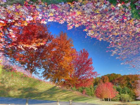Wallpaper : trees, leaves, reflection, tree, autumn, leaf, flower, season, woody plant 1710x1280 ...