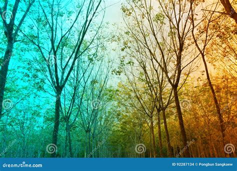 Forest Background Filter Effect Stock Photo - Image of park, beams: 92287134