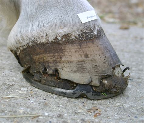 Connemara Pony Research into Hoof Wall Separation Disease (HWSD) : Hoof wall separation syndrome ...