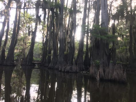 Experience Swamp Paddle Paradise-Caddo Lake State Park