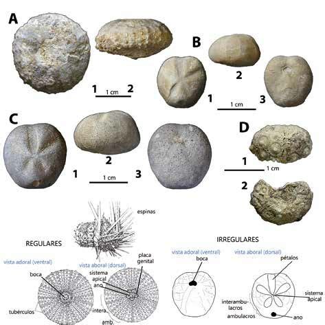 Fósiles del Cenomaniense-Turoniense de Tamajón. Equinodermos ...