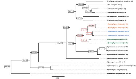 Chromosome number evolution and inferred ancestral chromosome state in... | Download Scientific ...