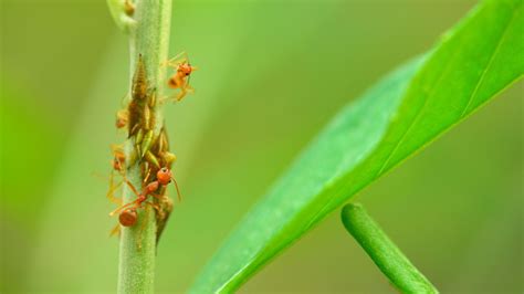 How to kill red ants: 10 methods for your home and garden