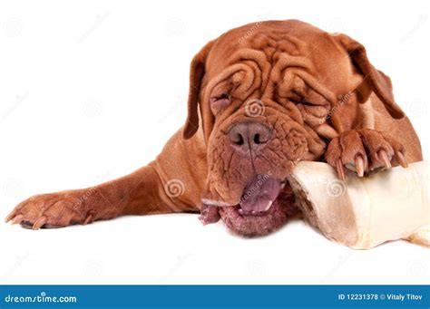 Cute dog chewing a bone stock photo. Image of bordeaux - 12231378