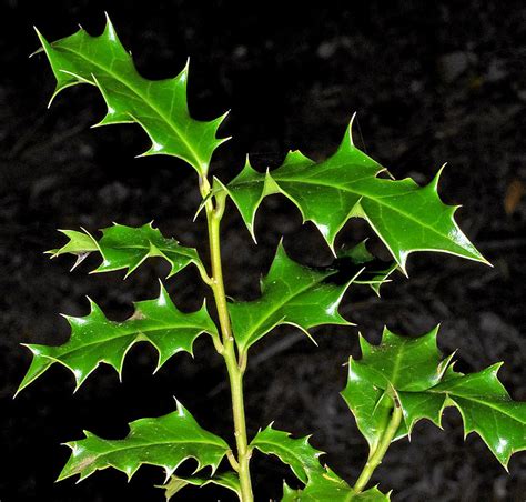 Ilex aquifolium (English holly): Go Botany