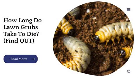 How Long Do Lawn Grubs Take To Die? (Find OUT) | Unified Garden