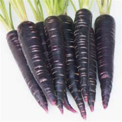 (PDF) Black Carrot-A Rich Source of Anthocyanins