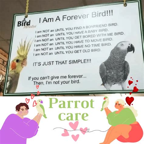 How to take good care of your parrot