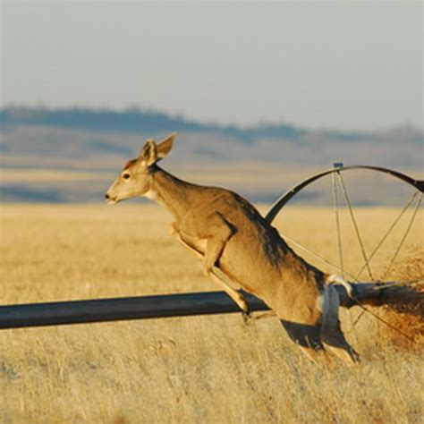 How to Determine the Gender of Baby Deer | Sciencing