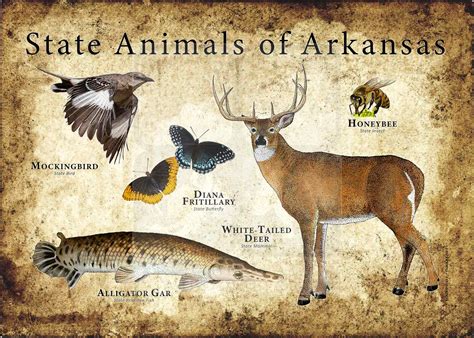 Arkansas State Animals Poster Print - inkart