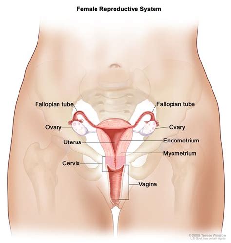 Organs And Functions - The Female Reproductive System