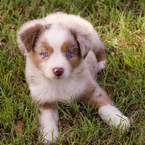 lululemon contact number australian shepherd