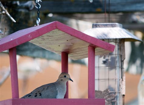 Mourning Dove | Outdoor decor, Mourning dove, Bird house