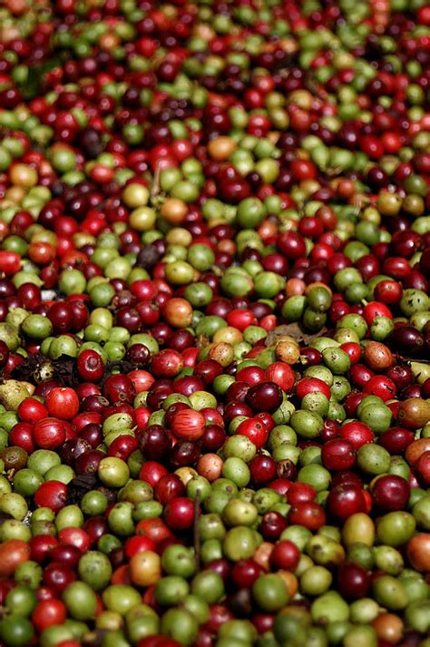 Coffee Beans Drying In The Sun by Photograph © Ulrike Henkys