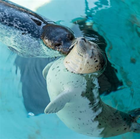 Harbor Seal pups! From the Marine Mammal Center. | Seal pup, Marine mammals, Harbor seal