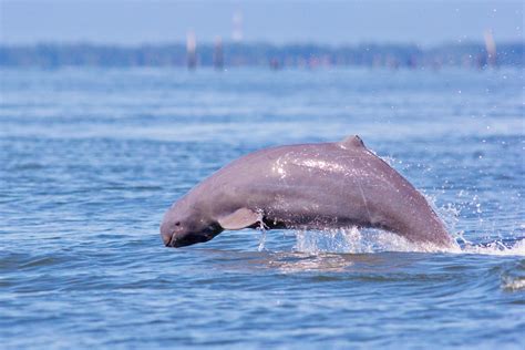 Irrawaddy Dolphin Experience in Myanmar - Lucky Treasure Travels & Tours