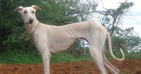 Kanni Dog Breed Information