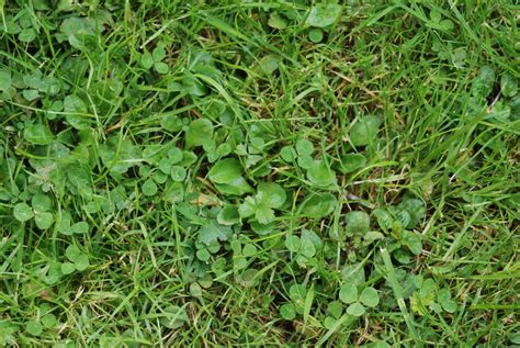 Common Weed Series – All about Clover Weeds - Houseman Services