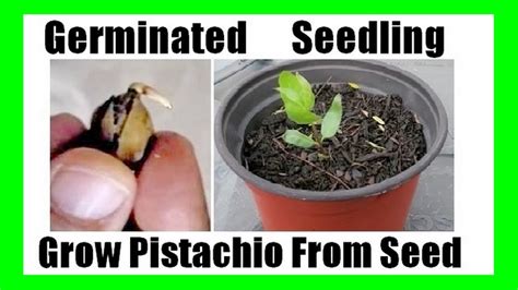 Grow Pistachios At Home | How to Grow pistachio Tree from Seed - YouTube