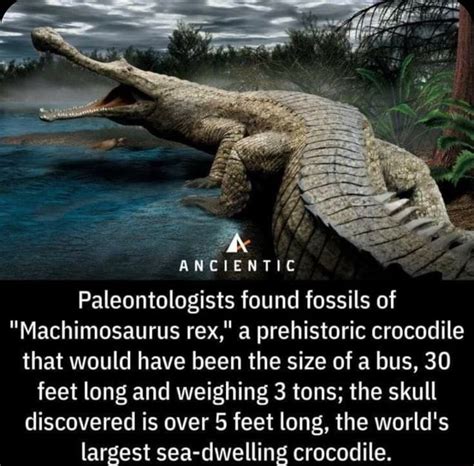 A Ne IENTIC Paleontologists found fossils of "Machimosaurus rex," a prehistoric crocodile that ...