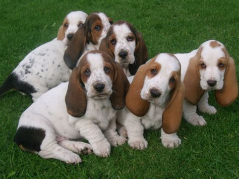 BASSET HOUNDS! | Basset hound puppy, Hound puppies, Basset hound dog