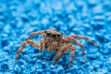 Premium Photo | Jumping spider close up