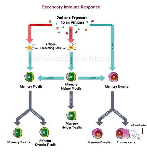 How Does the Immune System Work