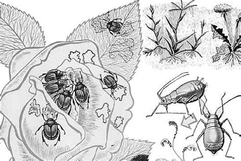 Systemic Insecticide: What Is It And How Do You Use It?