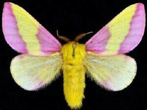 Moth Photographers Group – Dryocampa rubicunda – 7715