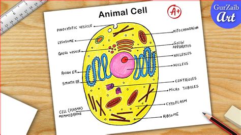 Animal Cell Diagram Drawing CBSE || easy way || labeled Science project ...