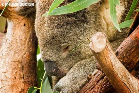 Moonlit Sanctuary - Mornington - the creatures of Australia | Mornington, Australia, Animals