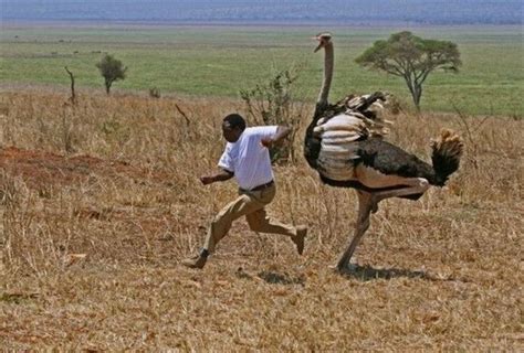 Chased by an Ostrich – 1Funny.com