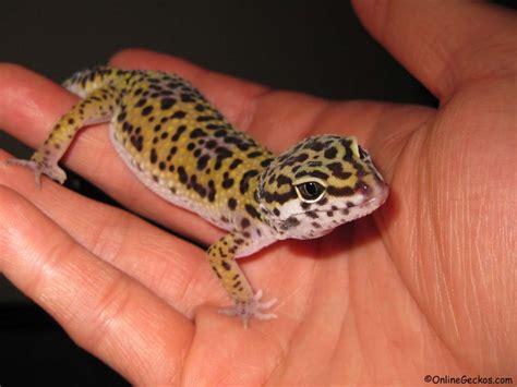 Best Reptile Pets For Handling - Beginner Pet Lizards - Leopard Gecko As Pets - OnlineGeckos.com ...