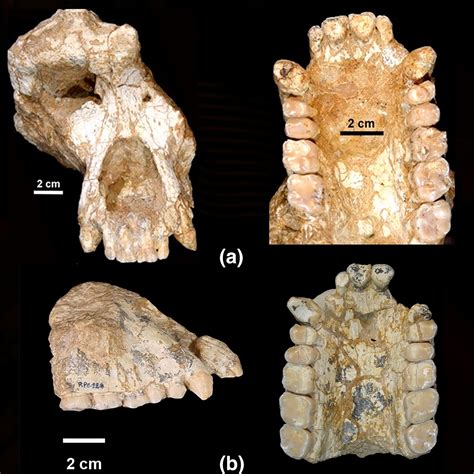 Ouranopithecus - Hominides