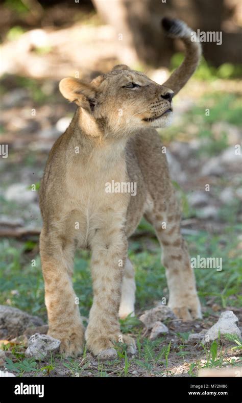 African lion cub Stock Photo - Alamy