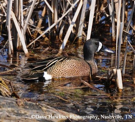 Tennessee Watchable Wildlife | Blue-winged Teal - Habitat: 1