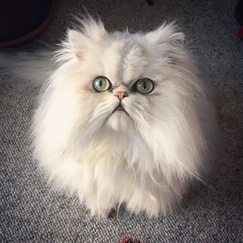 Top 10 Most Beautiful Cats In The World 2019 - Apzomedia