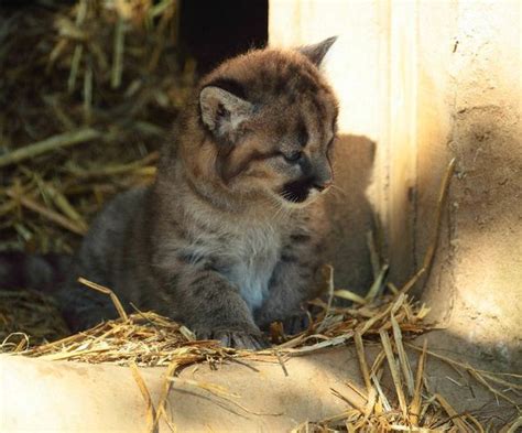 Puma Cubs Greet the Day in the UK - ZooBorns