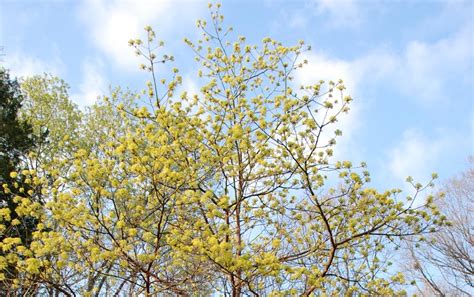 Natural Gardening: Sassafras flowers are opening