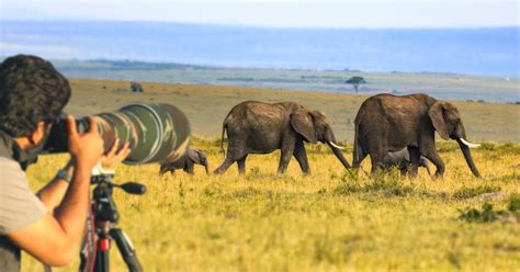 5 pro tips for Kenya wildlife photography | Kenya Safaris Tours