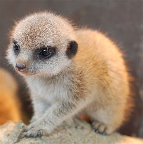 Baby Meerkats Wallpapers - Top Free Baby Meerkats Backgrounds ...