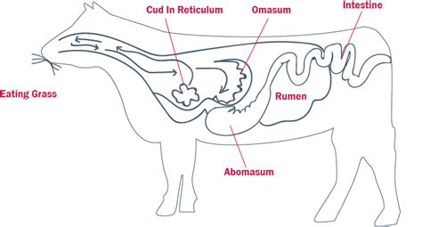 Basic Ruminant Anatomy - AgSolutions