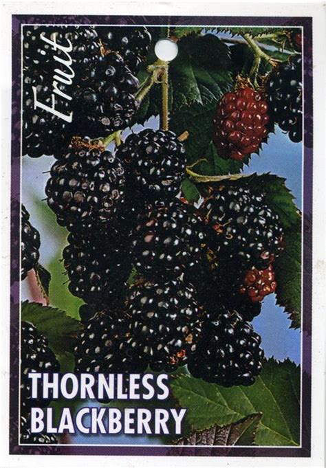 Tag: Thornless Blackberry - Rubus canadensis