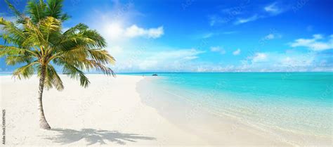 Beautiful palm tree on empty tropical island beach on background blue sky with white clouds and ...