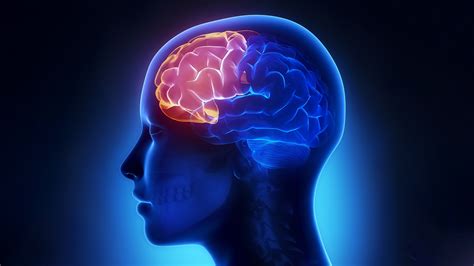 Data-driven integrative analysis of neuropeptide systems in human prefrontal cortex - SciLifeLab